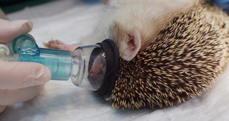 An anesthesiologist's hand holds an oxygen mask on the muzzle of a domestic hedgehog. The hedgehog falls asleep by inhaling gas anesthesia through a mask. The concept of a hedgehog in an oxygen mask. © Александр Лебедько