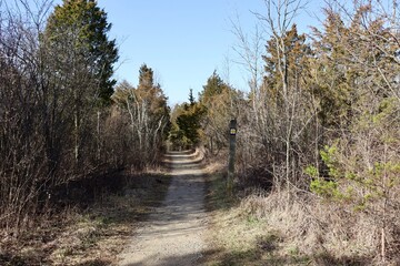 The trail in the woods on a sunny day.