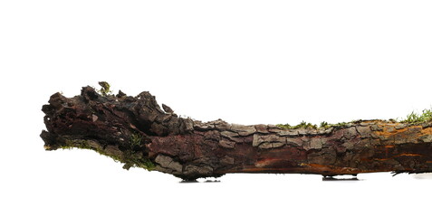 Rotten branch with green moss and lichen isolated on white, side view