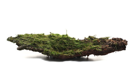 Green moss on rotten branch isolated on white, side view