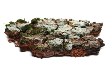 Colorful tree rotten oak bark with lichen, green moss and mushrooms isolated on white 