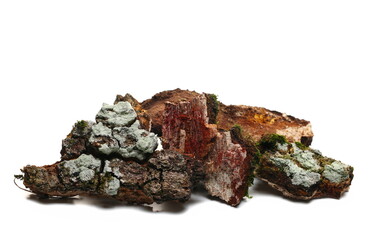 Colorful tree rotten oak bark with lichen, green moss and mushrooms isolated on white 