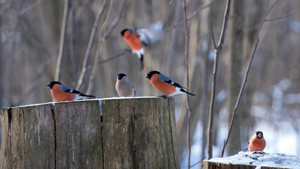 a flock of five male and female bullfinches are sitting on two large tree stumps and one is flying ...