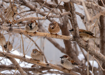 close up of a flock of sparrows sitting on branches in bushes in winter in the city