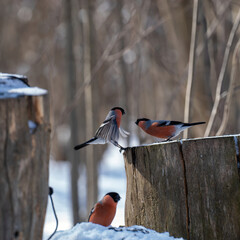 two bullfinches are fighting with each other on a tree stump and another blurred silhouette of a bullfinch in the foreground in a winter sunny forest on a blurry light background