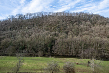 Fototapeta premium a field with river and horses near water. Countryside, private property in France.