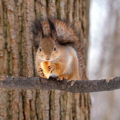 a portrait of beautiful red squirrel sitting on its hind legs on a branch of the tree and eating a piece of bagel holding it in front paws with blurred tree trunk background in winter forest