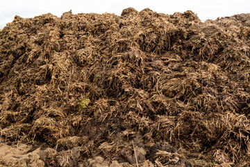 Large pile of horse or cow manure. Fertilizer for agriculture.