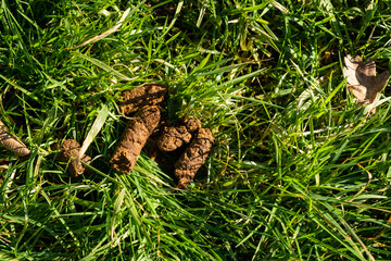 Dog shit on green grass. Uncleaned poop from animal.