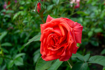 Fototapete bei efototapeten.de bestellen   