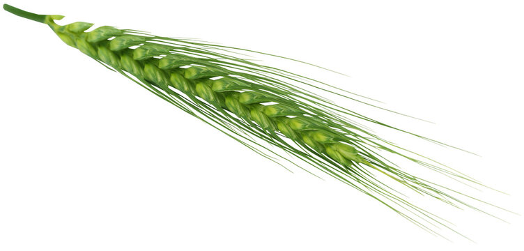 Green wheat