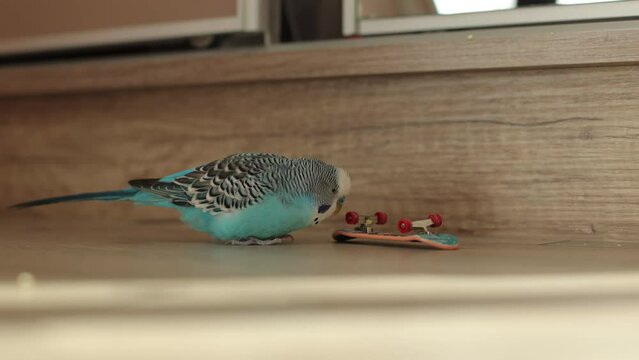 Blue wavy parrot plays with skateboard in house interior