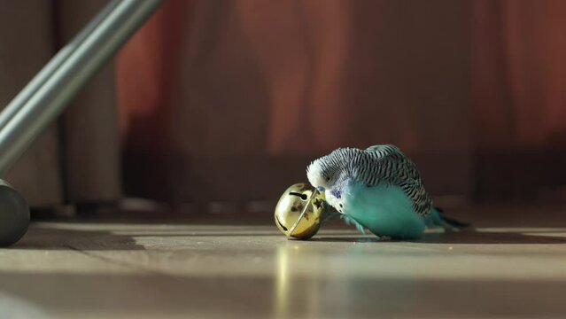 Blue wavy parrot play with round Bell For Christmas on floor interior