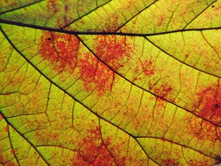 Naklejka na ściany i meble Leaf vein texture green and red