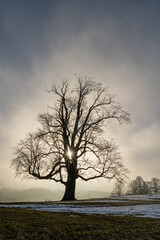 Uralte Eiche in winterlicher Landschaft, im Gegenlicht!