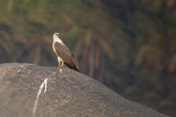A White bellied sea eagle looking towards camera