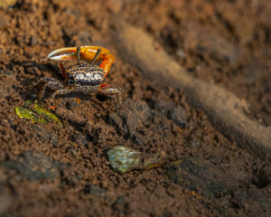 A fiddler crab moving in mud