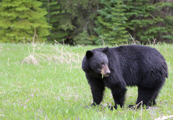 Obraz na płótnie Canvas Black bear with a leaf - Canada