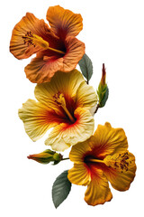 three isolated yellow, red, pink hibiscus flowers photo style, spring, decorative floral illustration, transparent background, png, horizontal, vertical, floral, tropical, generative ai