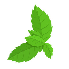 Green leaves of fragrant mint.Vector graphics.
