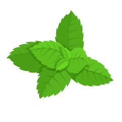 Green leaves of fragrant mint.Vector graphics.