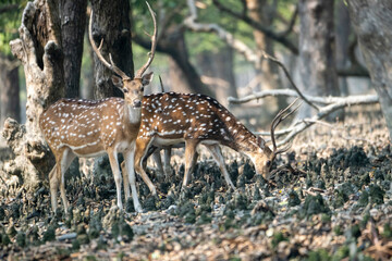 Spotted deer in sundarban forest