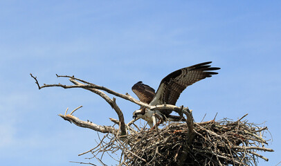 Osprey mother - Tennessee