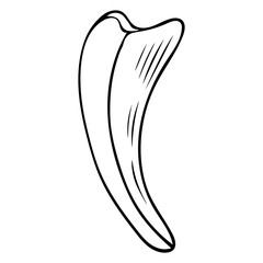 Black and white Vector illustration of hand-drawn doodle animal fang