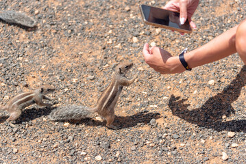 Detalle de un joven alimentando con la mano a una ardilla mientras le hace una foto con el móvil en Fuerteventura. recursos naturales de Canarias.