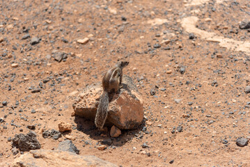 Pequeña ardilla marrón con la espalda vuelta sobre una roca en un paisaje desértico y volcánico en Fuerteventura. Recursos turísticos y naturales de Canarias