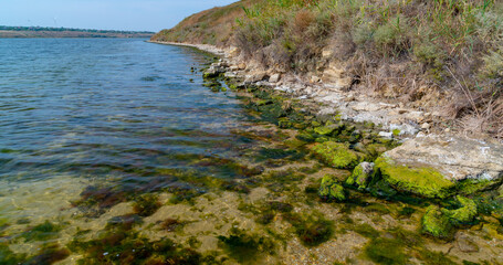 Stones near the shore, overgrown with Mytilaster mollusk and Enteromorpha green algae in Tiligul estuary, Ukraine
