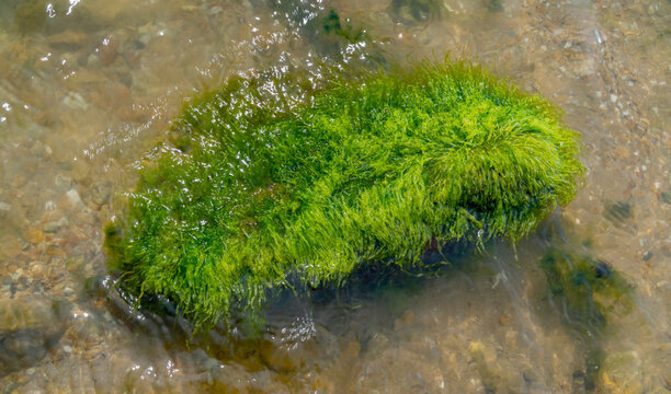 Coastal stones overgrown with green algae Enteromorpha in Tiligul estuary, Ukraine