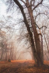 Fototapeta na wymiar a tree on a forest path
