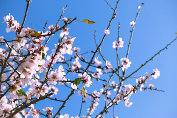 Almond tree in bloom. Spring flowers, Blossoming spring almond tree flowers on blue sky background, Copy Space.	
