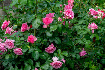 A beautiful rose bush in a summer garden on a bright day background. Bright rosebuds among dark green leaves. - obrazy, fototapety, plakaty