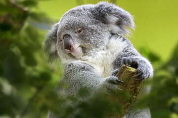 koala on tree
