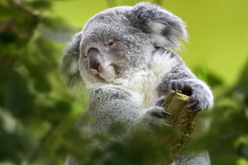 Zelfklevend Fotobehang koala on tree © jana