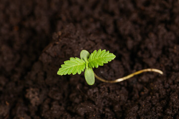 green leaves of cannabis sprout on black soil background