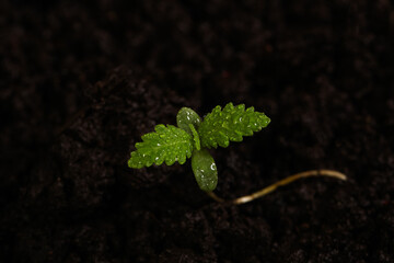 green leaves of cannabis sprout on black soil background