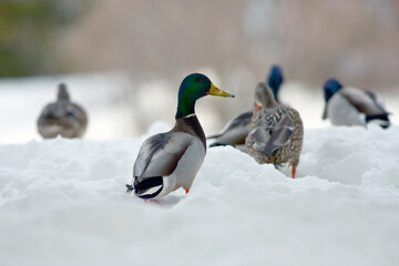 Canards colverts sur la neige en hiver. Faible profondeur de champ - 579480699