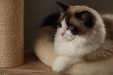 Detail portrait of the young rag doll cat lying on pillow and looking to left side. furry domestic...