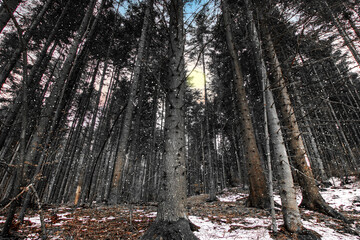 forest in winter