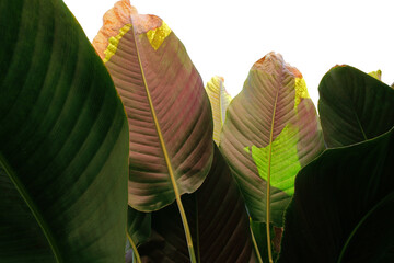 Abstract tropical leaves pattern nature background, underneath Heliconia leaves the tropic plant.