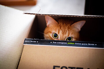 Gato adorable en caja para comprar online - obrazy, fototapety, plakaty