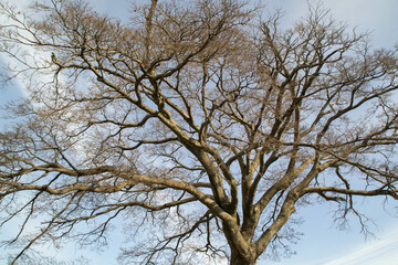 Fototapeta na wymiar 冬の枯れ木 