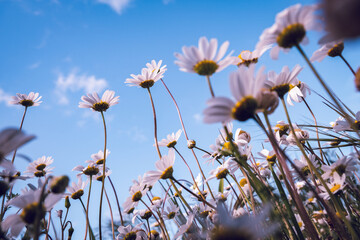 Fototapeta na wymiar Wild daisy flowers growing on meadow, white chamomiles on blue cloudy sky background. Oxeye daisy, Leucanthemum vulgare, Daisies, Dox-eye, Common daisy, Dog daisy, Gardening concept. 