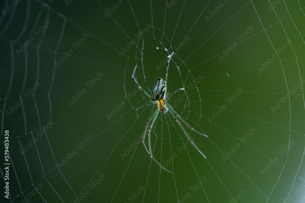 Wall mural a small green orb weaver spider on its web with rim light and bokeh background