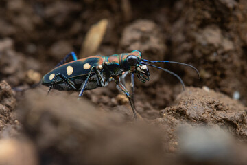 A blue spotted tiger beetle cicindela aurulenta hiding in a pile of dirt 