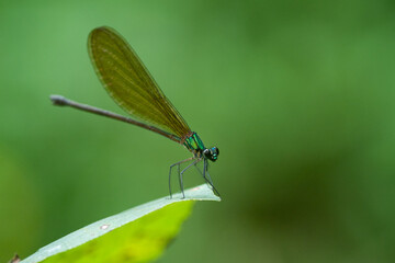 	
A beautiful green metallic damselfly vestalis luctuosa perches on a green leaf	
