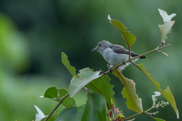 a female scarlet headed flowerpecker dicaeum trochileum perching on a tree branch with bokeh background